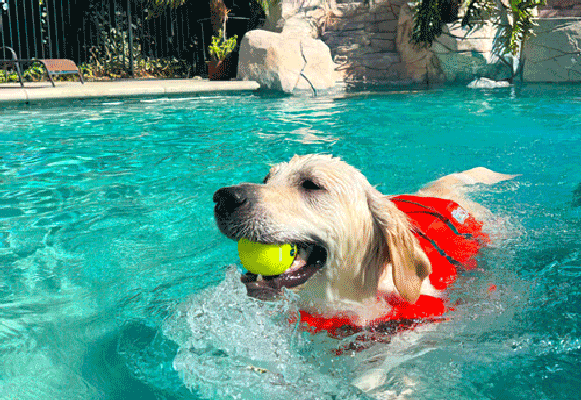 Featured image for “South Pointe Pool Pet Swim 2025: Sponsored by Two Bostons & Supported by Our Community”