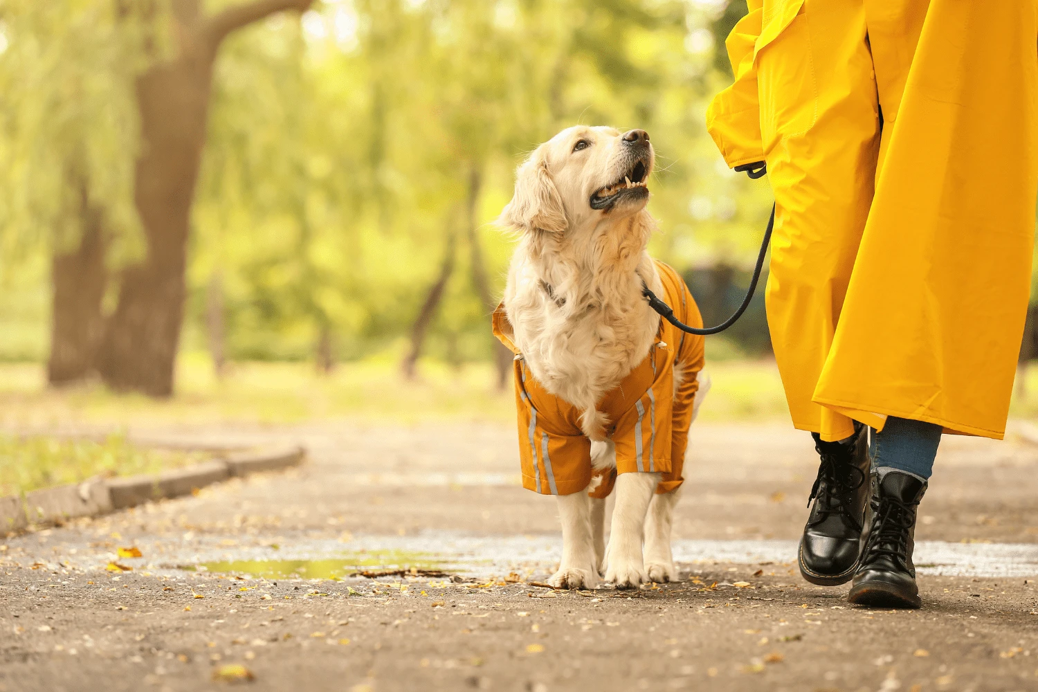 Featured image for “Naperville Dog-Friendly Neighborhoods: Perfect for Pet-Friendly Services”