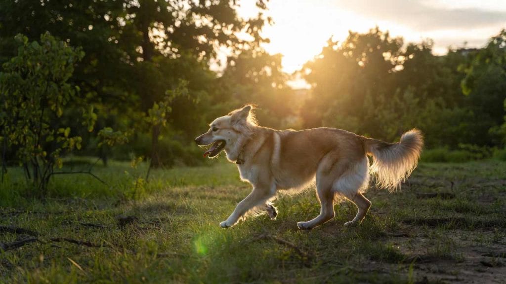 Dogs playing at May Watts Park off-leash area in Naperville IL with shaded loop trail 2026
