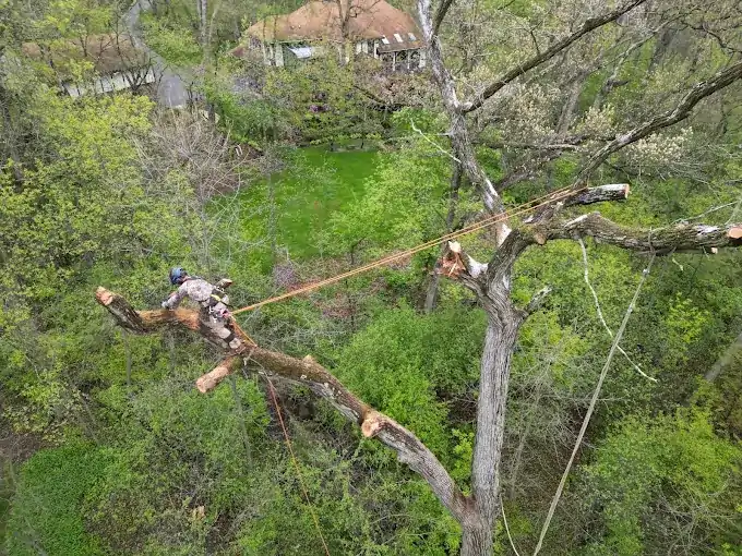 NIC Tree Services crew member trimming and removing large tree limbs with ropes in a Naperville residential yard.