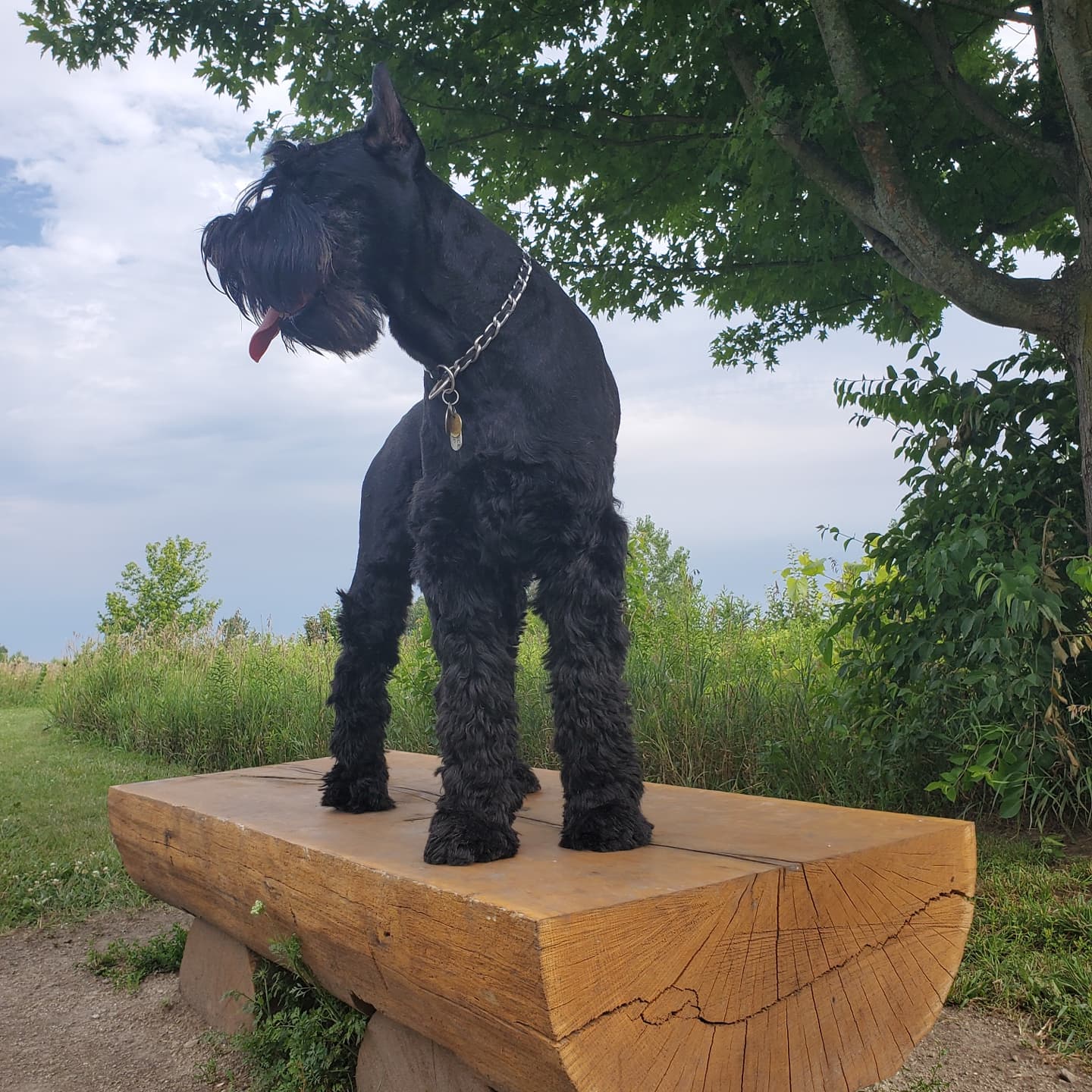 Featured image for “Best Dog-Friendly Spots and Parks Naperville IL (2026 Guide to Off-Leash & Dog-Friendly Spots)”