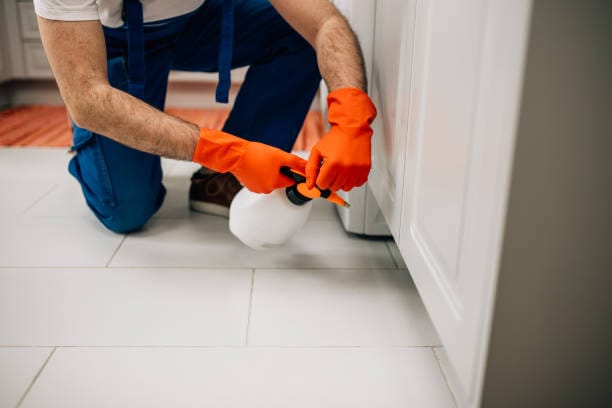 Aaren Pest Control technician applying pest treatment along kitchen cabinets in a Naperville, Illinois home.