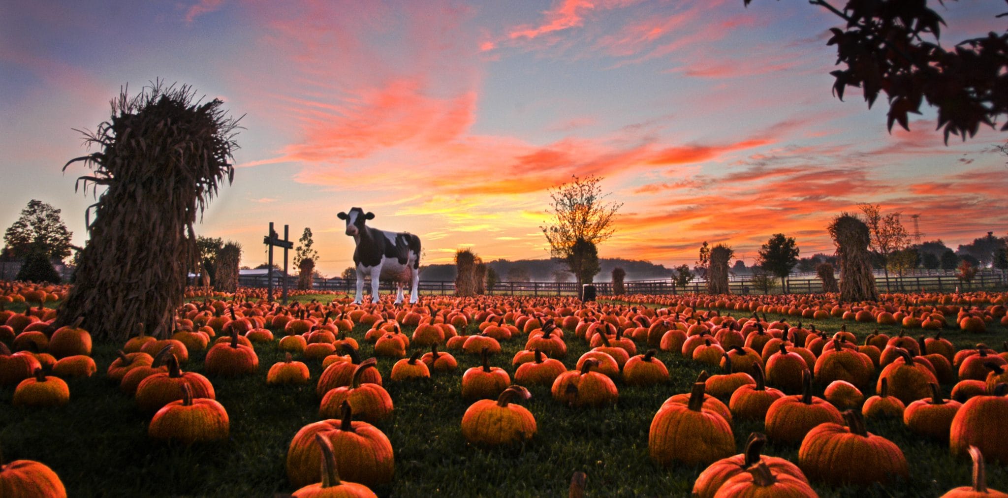 The pumpkin patch at sunset at Bengtson's Pumpkin Farm in Homer Glen