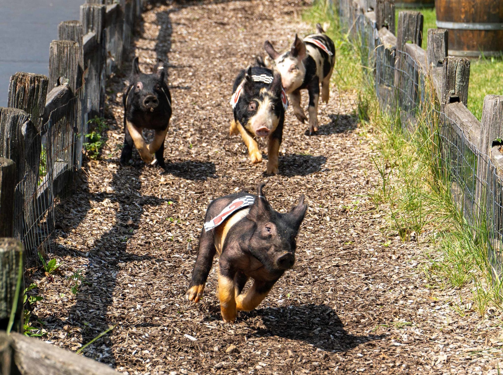 Pig races underway at Bengtson's Pumpkin Farm Fall Fest in Homer Glen