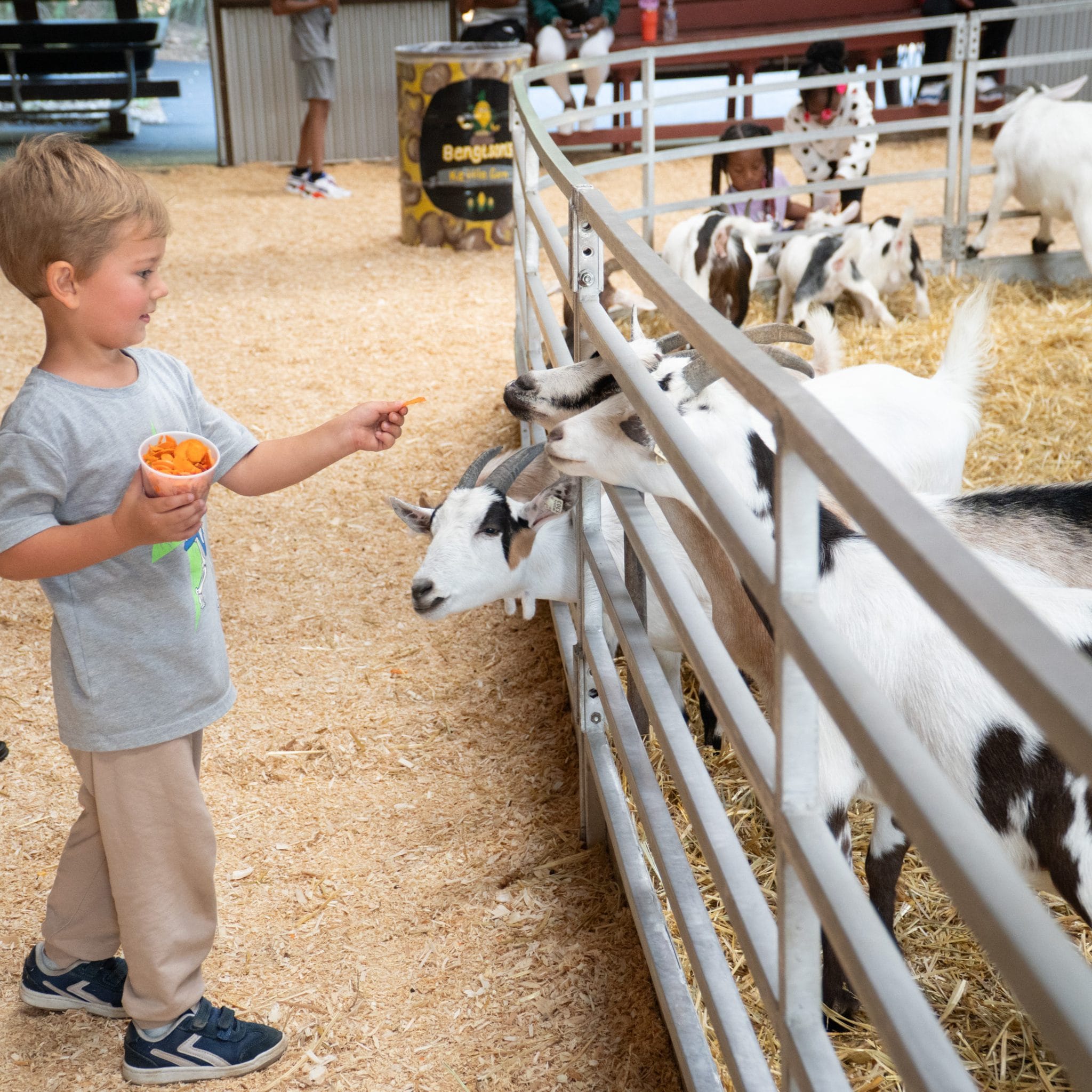 A young boy feeding goats at the petting zoo at Bengtson's Pumpkin Farm
