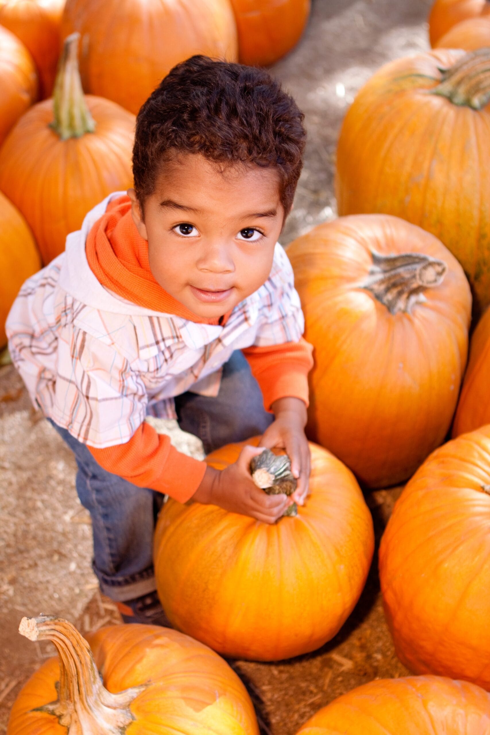 A young boy picking up a pumpkin in the patch at Bengtson's Pumpkin Farm