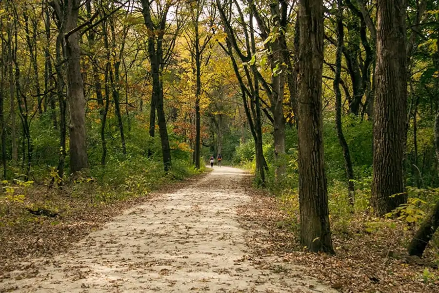 Wooded trail near Blackwell Dog Park by Naperville, Illinois with mature trees, fallen leaves, and a gravel path.