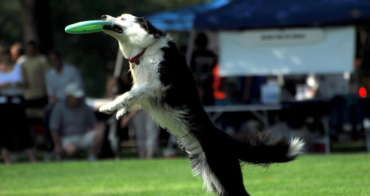 Featured image for “Great American Dog Show”