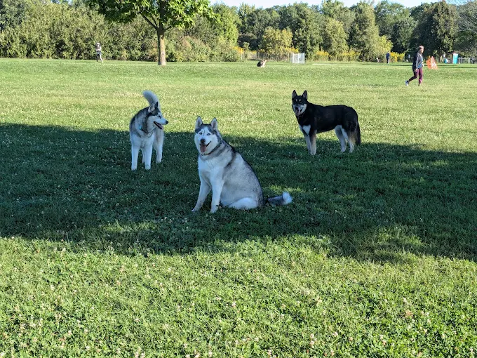 Dogs enjoying the open grass area at Greene Valley Dog Park in Naperville, Illinois.