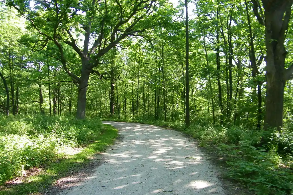 Wooded trail at Greene Valley in Naperville, Illinois with mature trees, shaded path, and natural forest scenery.