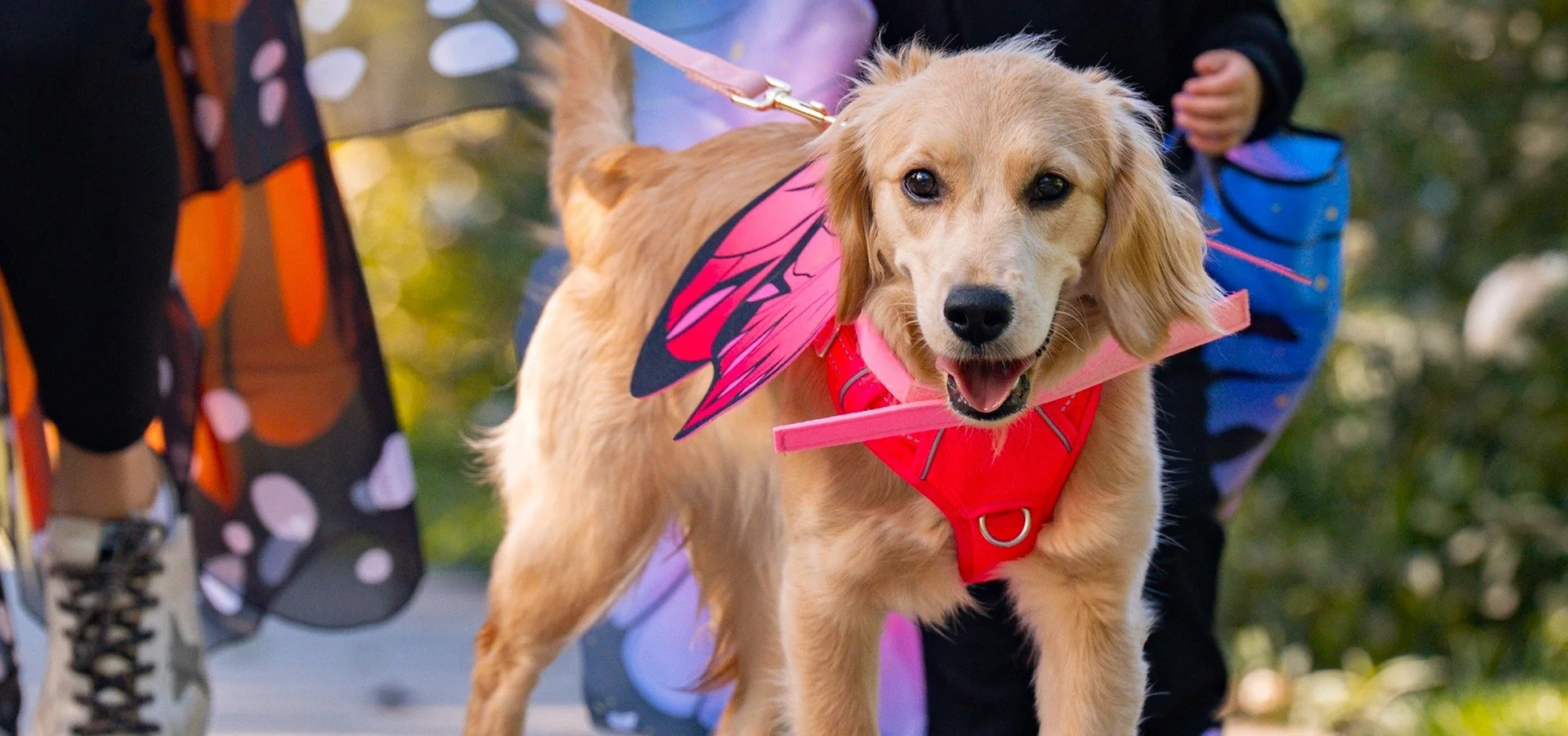 Featured image for “Howl-o-Ween Dog Costume Parade at The Morton Arboretum in Lisle”