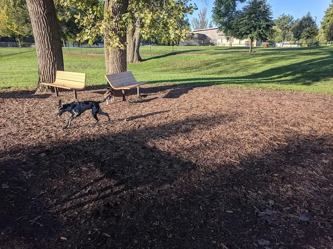 Dog walking through Lincoln Park Dog Park in Naperville, Illinois with benches, trees, grass, and fenced open space.