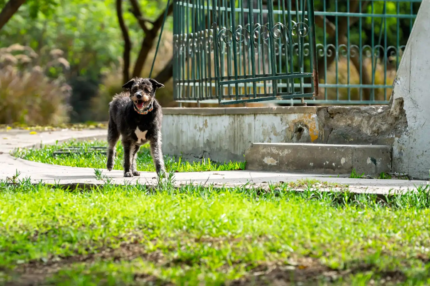 Dog walking through Lincoln Park Dog Park in Naperville, Illinois with grass, fencing, and shaded park space.