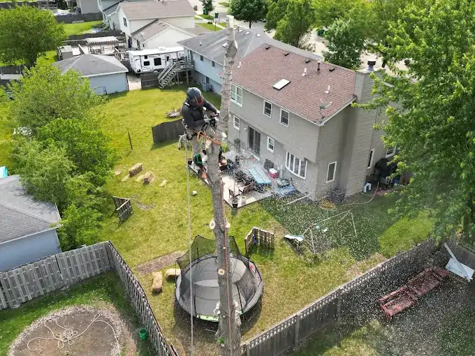 NIC Tree Services crew member removing a tall backyard tree with ropes in a Naperville residential neighborhood.