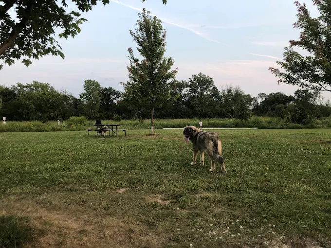 Dog standing in the open field at Oldfield Oaks Dog Park near Naperville, Illinois with trees and grassy space.
