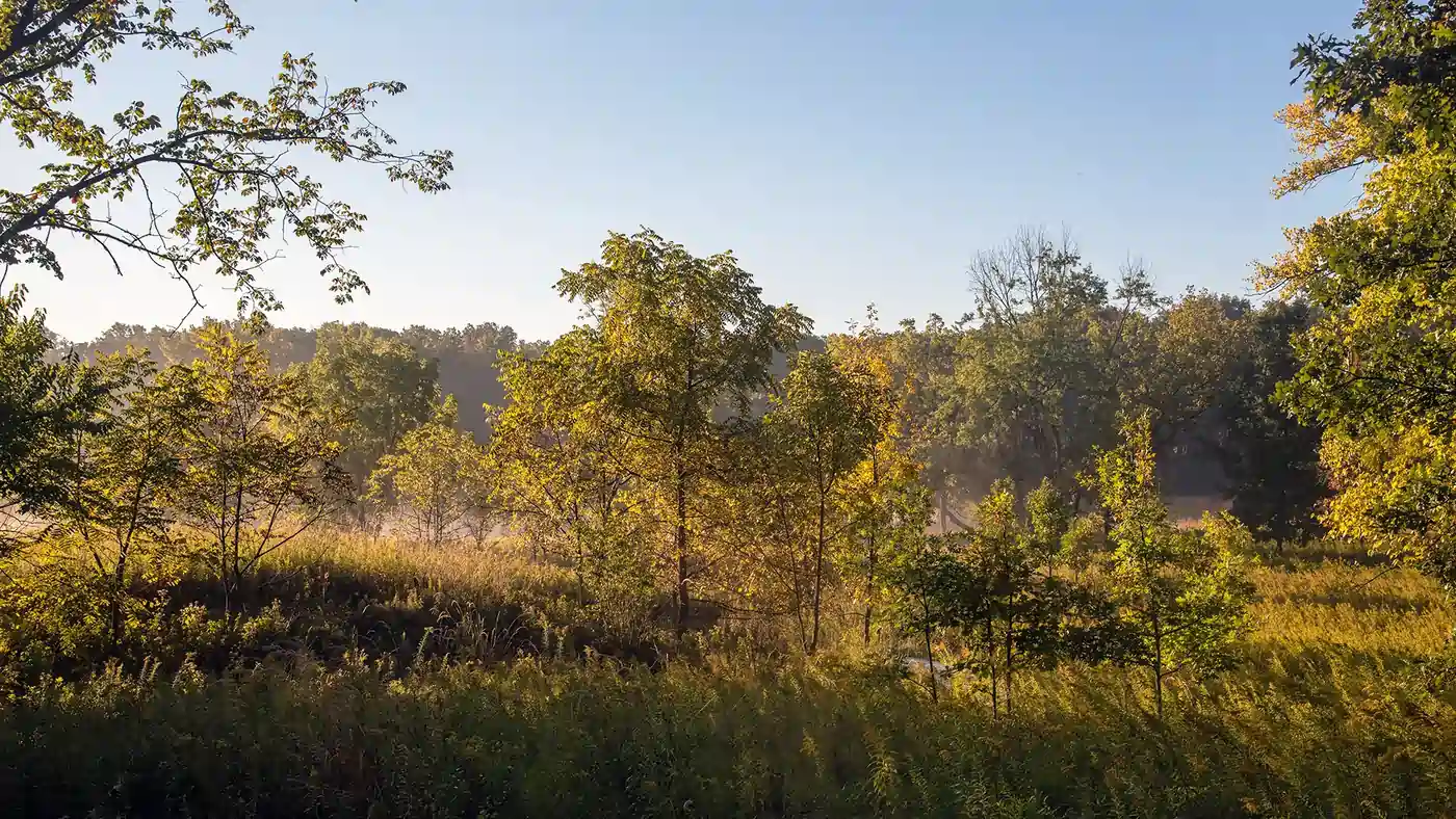 Wooded prairie landscape at Oldfield Oaks Dog Park near Naperville, Illinois with trees, grasses, and morning light.