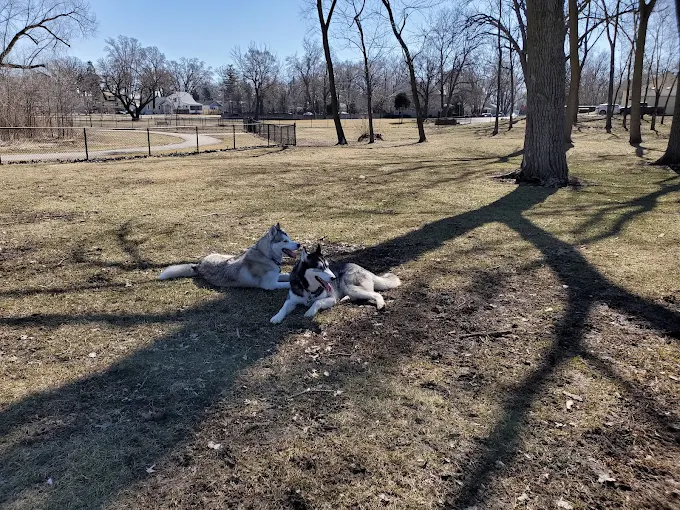 Dogs resting in the open field at Phillips Park Dog Park in Aurora, Illinois with trees, fencing, and grass.