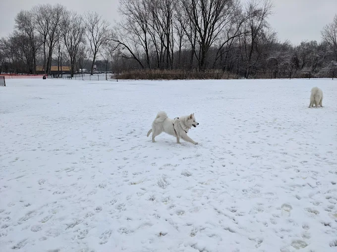 Dogs playing in the snow at Phillips Park Dog Park in Aurora, Illinois with fenced open field and winter trees.