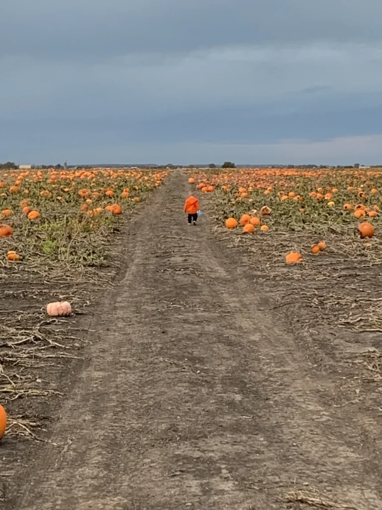 U-pick pumpkin field at Heap's Giant Pumpkin Farm near Naperville in fall