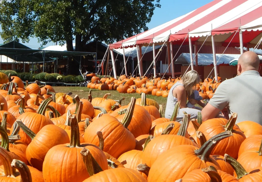 Pumpkins on display at Johansen Farms near Naperville in fall 2026