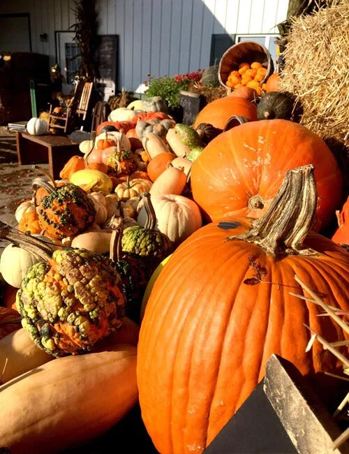 Pumpkin and gourd display at Kuipers Family Farm near Naperville