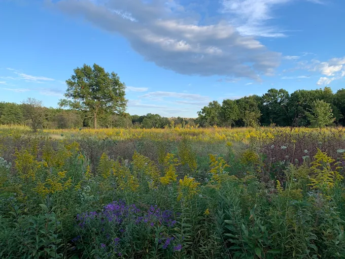 Misty prairie landscape at Greene Valley in Naperville, Illinois with open meadow, trees, and soft morning light.