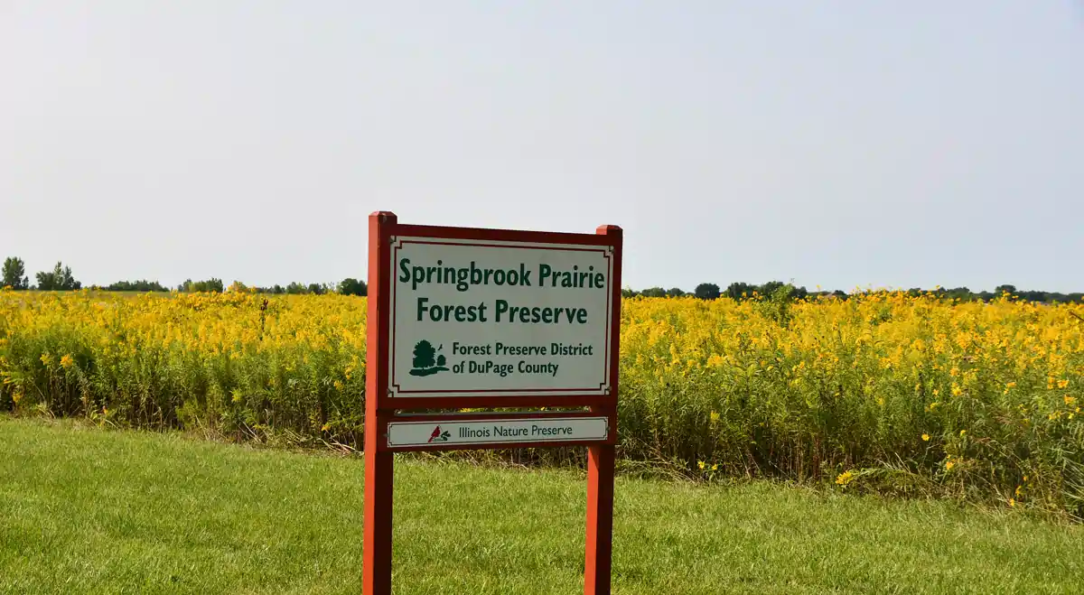 Springbrook Prairie Forest Preserve sign in Naperville, Illinois with yellow prairie wildflowers in the background.