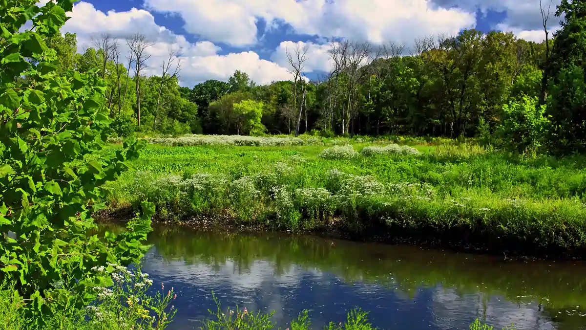 Springbrook Prairie in Naperville, Illinois with creek, wildflowers, wooded edges, and open natural habitat.