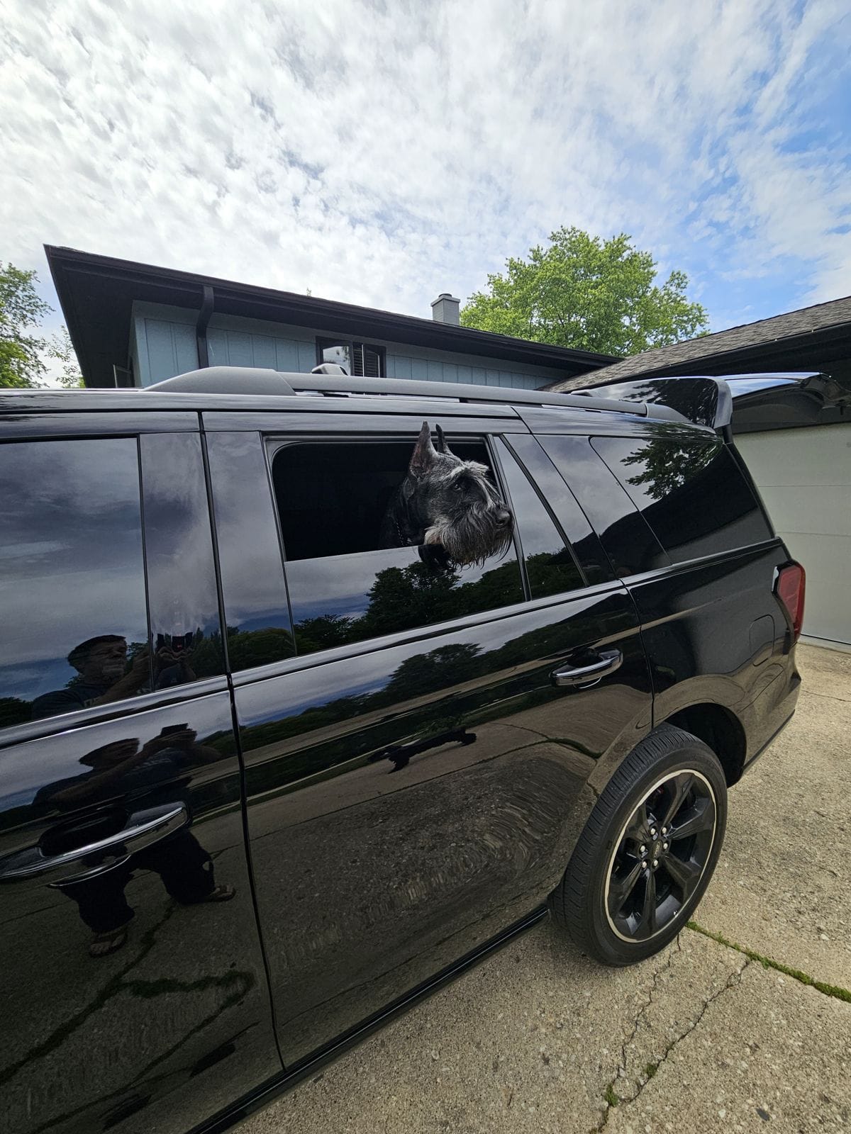 Featured image for “Meet Valentino: Naperville.com’s Giant Schnauzer Sculpture”
