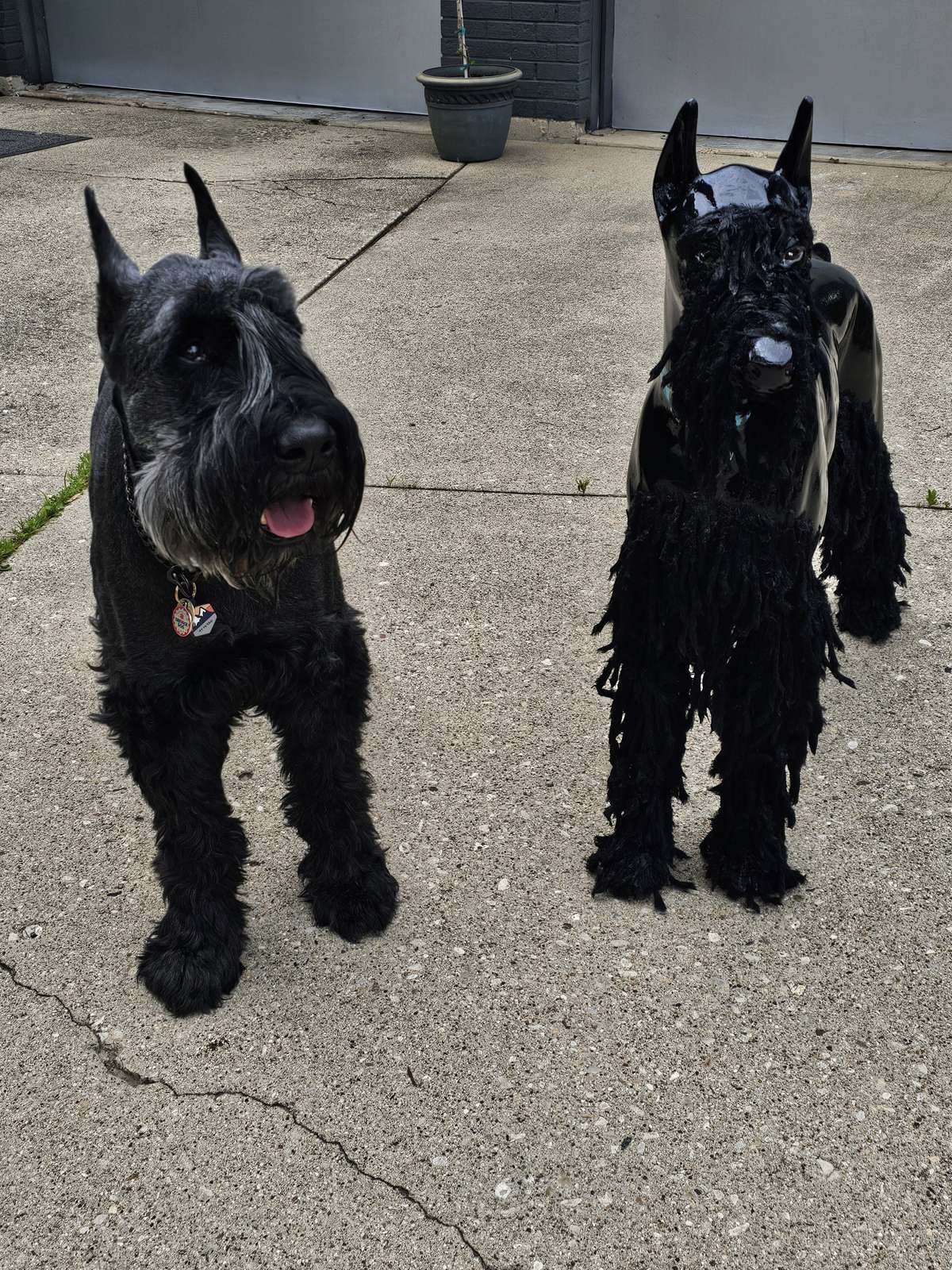 Meet Valentino: Naperville.com's Giant Schnauzer Sculpture 2 Valentino the Giant Schnauzer, office dog of The Dan Firks Team and unofficial mascot of Naperville.com