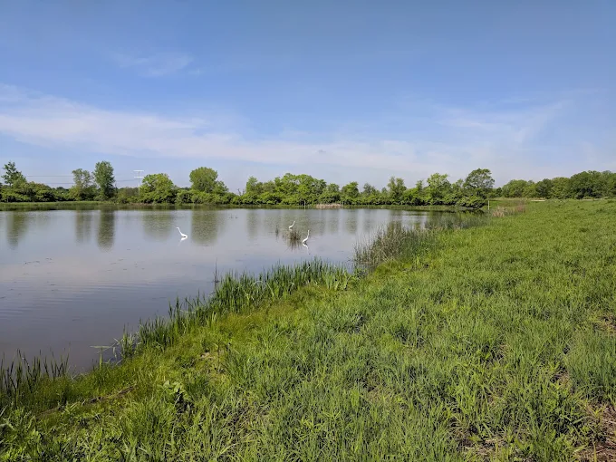 Wildlife view at Whalon Lake in Naperville, Illinois with calm water, grassy shoreline, trees, and birds.