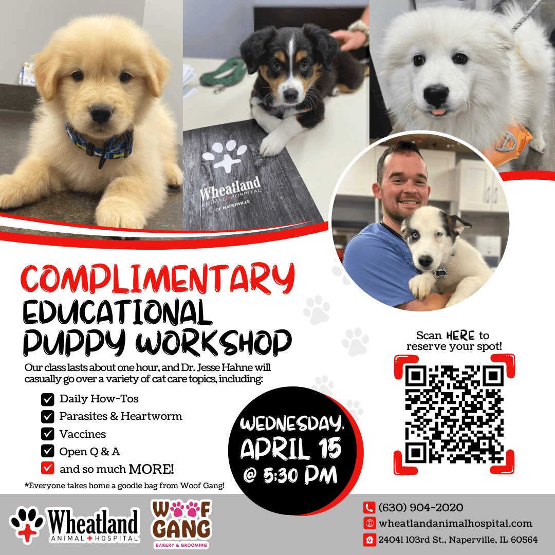 Complimentary Educational Puppy Workshop flyer from Wheatland Animal Hospital of Naperville in Naperville, Illinois, featuring puppy care topics, QR registration, and an April 15 event date